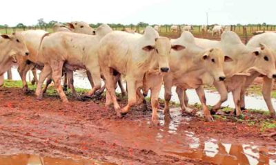 Existe uma carência obrigatória após a vacinação para o transporte de animais