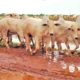 Existe uma carência obrigatória após a vacinação para o transporte de animais