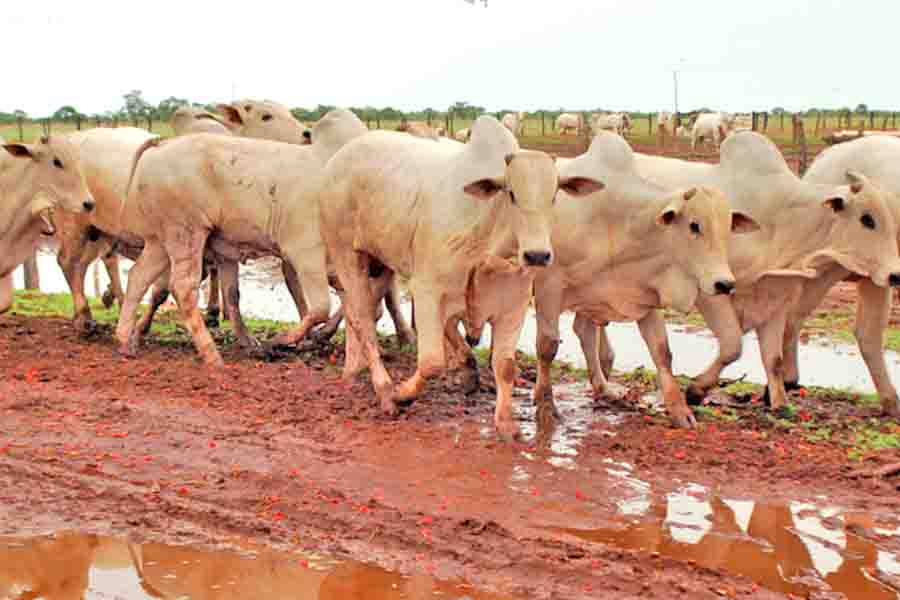 Existe uma carência obrigatória após a vacinação para o transporte de animais