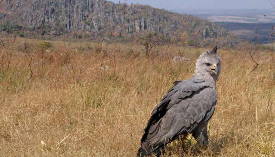 Expedição do Naturatins e parceiros localiza ave em risco de